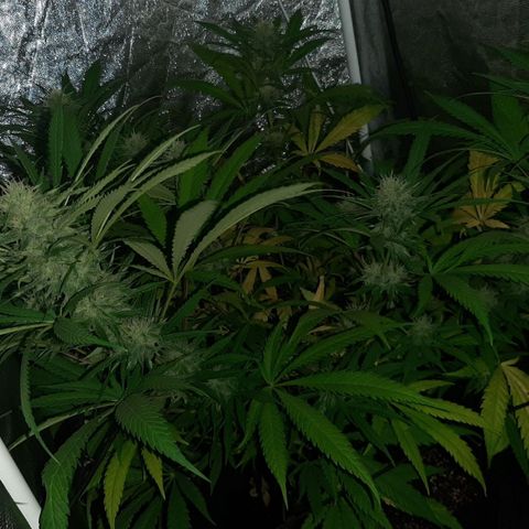 Pineapple Larry OG 🍍 ~ BSF Seeds 🧬 + LST ➰ + SCROG 🌐 growlog timeline photo