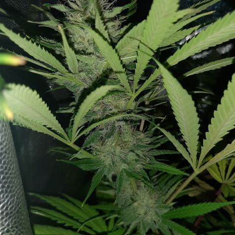 Pineapple Larry OG 🍍 ~ BSF Seeds 🧬 + LST ➰ + SCROG 🌐 growlog photo: 🍍🍂💐💦