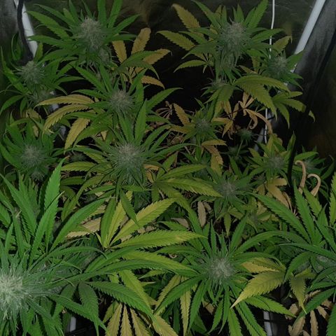 Pineapple Larry OG 🍍 ~ BSF Seeds 🧬 + LST ➰ + SCROG 🌐 growlog photo: 🍍🍂💐💦