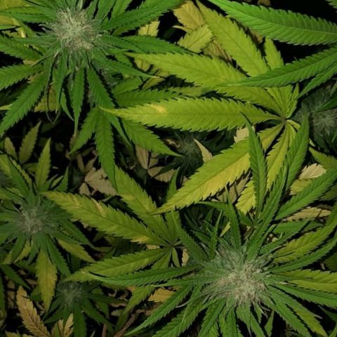 Pineapple Larry OG 🍍 ~ BSF Seeds 🧬 + LST ➰ + SCROG 🌐 growlog photo: 🍍🍂💐💦