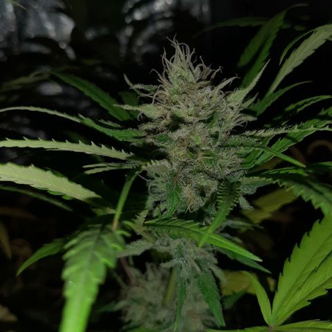 Pineapple Larry OG 🍍 ~ BSF Seeds 🧬 + LST ➰ + SCROG 🌐 growlog photo: 🍍🍂💐💦