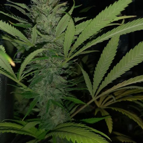 Pineapple Larry OG 🍍 ~ BSF Seeds 🧬 + LST ➰ + SCROG 🌐 growlog timeline photo