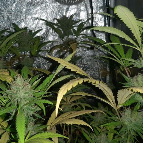 Pineapple Larry OG 🍍 ~ BSF Seeds 🧬 + LST ➰ + SCROG 🌐 growlog timeline photo