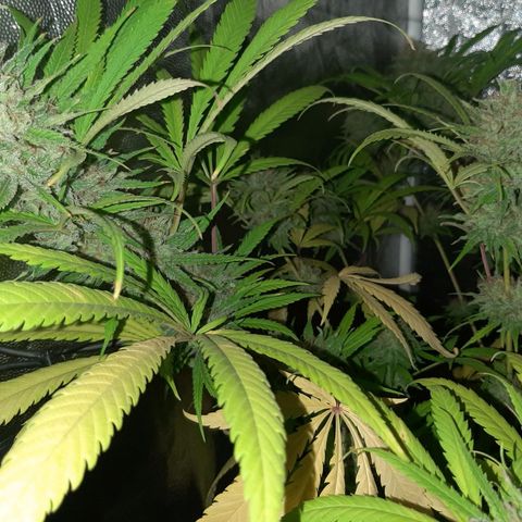 Pineapple Larry OG 🍍 ~ BSF Seeds 🧬 + LST ➰ + SCROG 🌐 growlog photo: Observaciones: el lavado de raices ya está llegando a su meta de utilizar al maximo los nutrientes de dentro de la misma planta. Los cogollos están deteniendo el engorde y aumentando la maduración. Con una cata temprana de hace una semana de corte. El sabor de la muestra no contiene sabor marcado de fertilizantes ni nitrogeno y logra un pegue lucido y placentero. Se estima una semana más para la cosecha con el fin de potenciar el efecto y completar la maduracion.