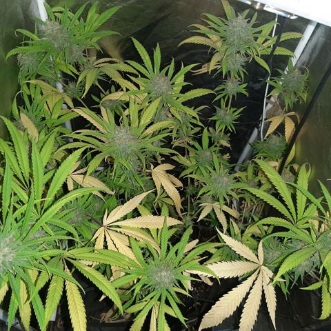 Pineapple Larry OG 🍍 ~ BSF Seeds 🧬 + LST ➰ + SCROG 🌐 growlog photo: Observaciones: el lavado de raices ya está llegando a su meta de utilizar al maximo los nutrientes de dentro de la misma planta. Los cogollos están deteniendo el engorde y aumentando la maduración. Con una cata temprana de hace una semana de corte. El sabor de la muestra no contiene sabor marcado de fertilizantes ni nitrogeno y logra un pegue lucido y placentero. Se estima una semana más para la cosecha con el fin de potenciar el efecto y completar la maduracion.