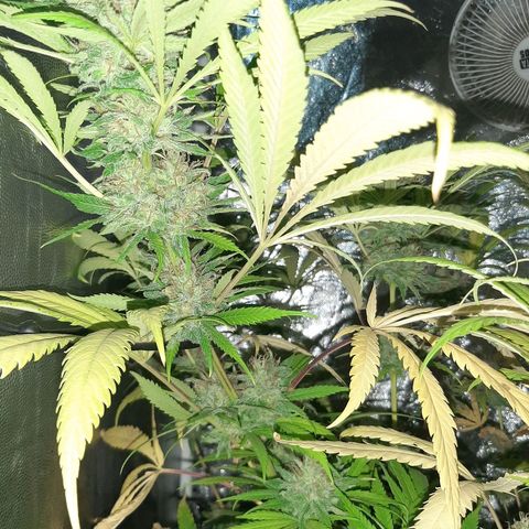 Pineapple Larry OG 🍍 ~ BSF Seeds 🧬 + LST ➰ + SCROG 🌐 growlog photo: Observaciones: el lavado de raices ya está llegando a su meta de utilizar al maximo los nutrientes de dentro de la misma planta. Los cogollos están deteniendo el engorde y aumentando la maduración. Con una cata temprana de hace una semana de corte. El sabor de la muestra no contiene sabor marcado de fertilizantes ni nitrogeno y logra un pegue lucido y placentero. Se estima una semana más para la cosecha con el fin de potenciar el efecto y completar la maduracion.
