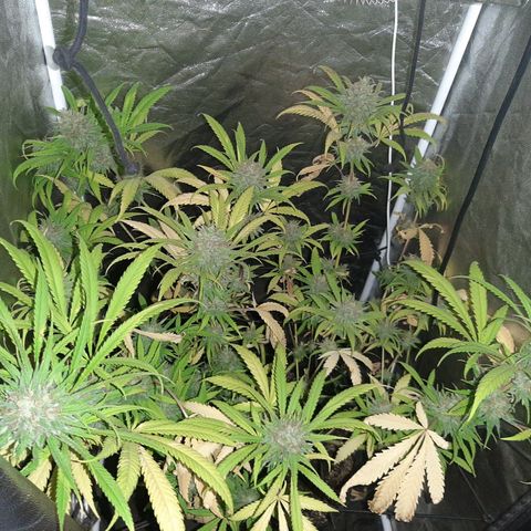 Pineapple Larry OG 🍍 ~ BSF Seeds 🧬 + LST ➰ + SCROG 🌐 growlog timeline photo