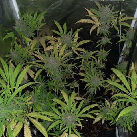 Pineapple Larry OG 🍍 ~ BSF Seeds 🧬 + LST ➰ + SCROG 🌐 growlog photo: 🔥💐💦