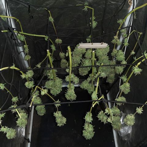 Pineapple Larry OG 🍍 ~ BSF Seeds 🧬 + LST ➰ + SCROG 🌐 growlog photo: ✂️💐