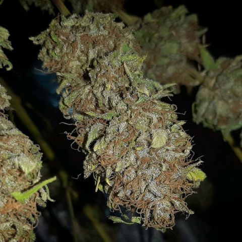 Pineapple Larry OG 🍍 ~ BSF Seeds 🧬 + LST ➰ + SCROG 🌐 growlog timeline photo