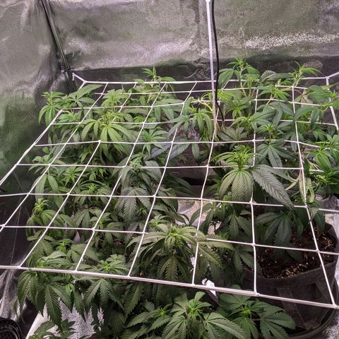 Don Carlos growlog timeline photo