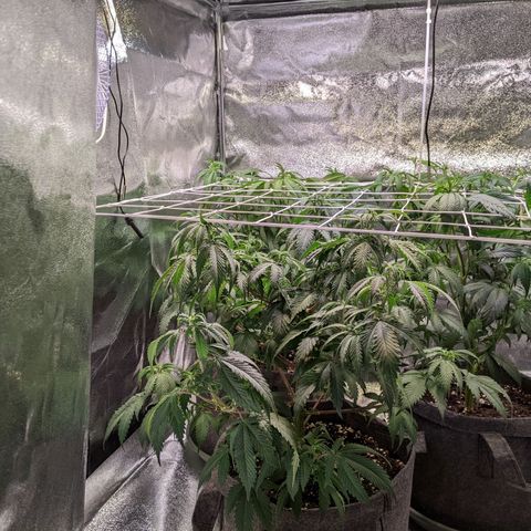 Don Carlos growlog timeline photo