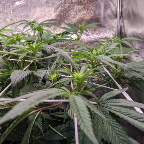 Don Carlos growlog timeline photo