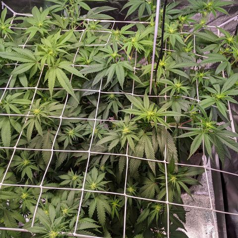 Don Carlos growlog timeline photo