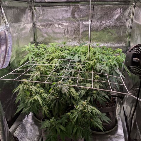 Don Carlos growlog timeline photo