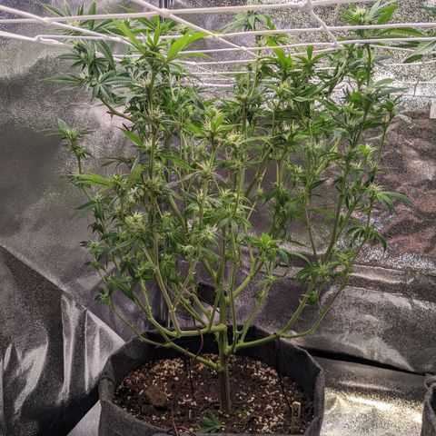 Don Carlos growlog timeline photo