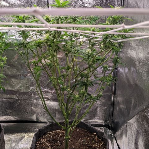 Grizzly Kush  growlog timeline photo