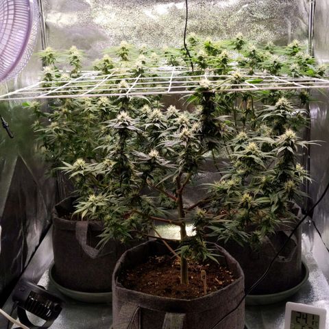 Don Carlos growlog timeline photo