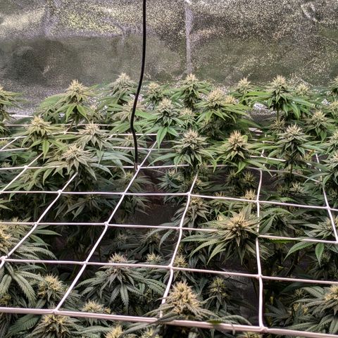 Don Carlos growlog timeline photo
