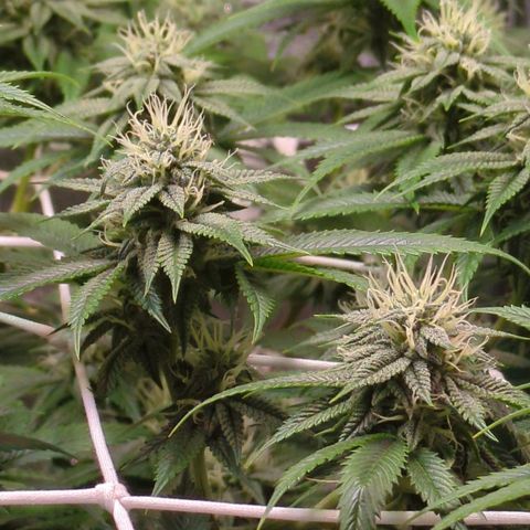 Don Carlos growlog timeline photo