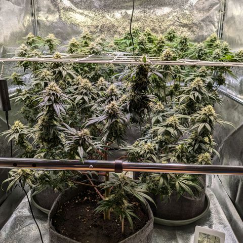 Don Carlos growlog timeline photo