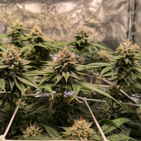 Grizzly Kush  growlog timeline photo