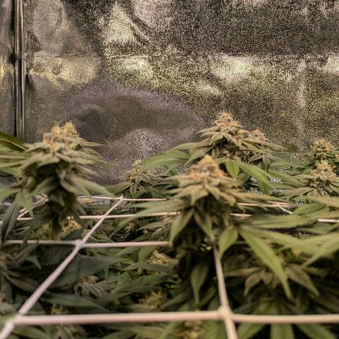 Don Carlos growlog timeline photo