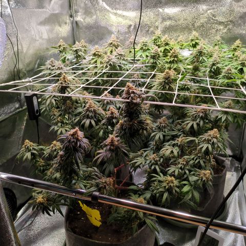 Don Carlos growlog timeline photo