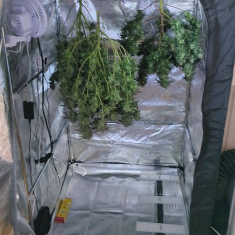 Don Carlos growlog timeline photo