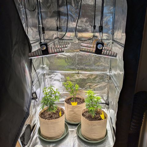 Don Carlos growlog timeline photo