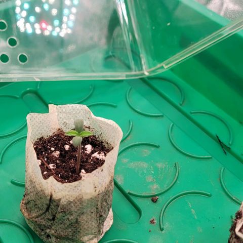 Dance world cbd growlog timeline photo