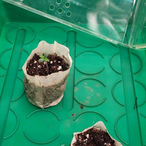 Dance world cbd growlog timeline photo