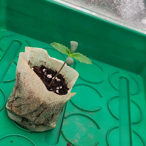 Dance world cbd growlog timeline photo