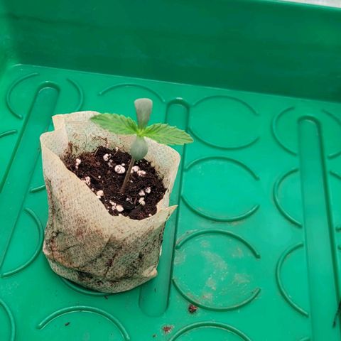 Dance world cbd growlog timeline photo