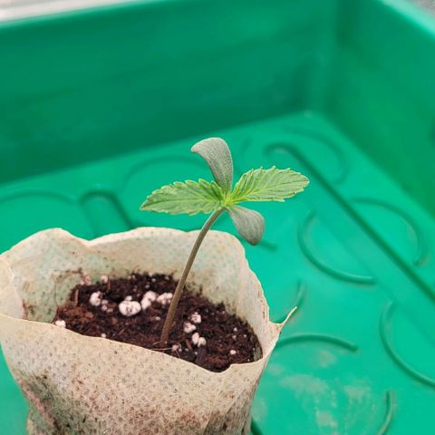 Dance world cbd growlog timeline photo