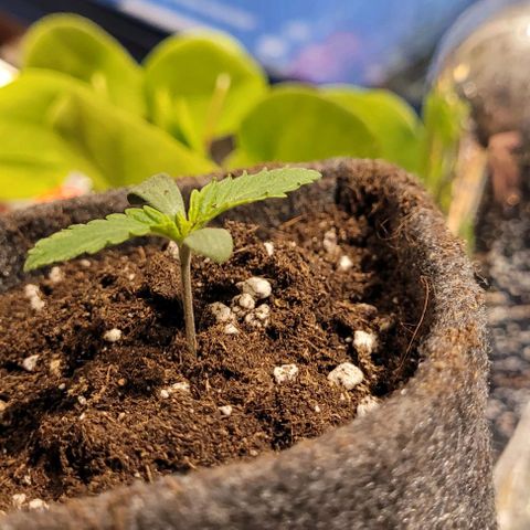 Dance world cbd growlog timeline photo