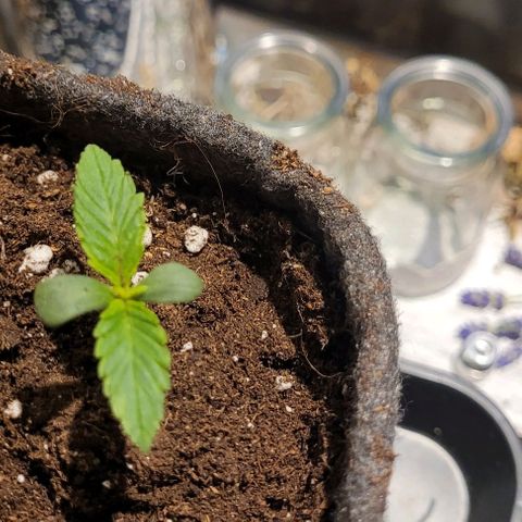 Dance world cbd growlog timeline photo