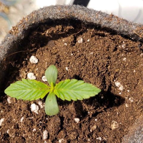 Dance world cbd growlog timeline photo