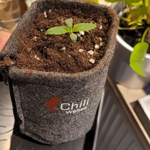 Dance world cbd growlog timeline photo