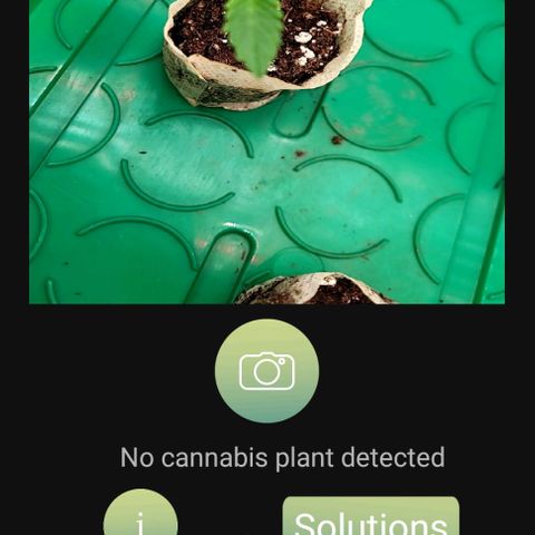 Dance world cbd growlog timeline photo