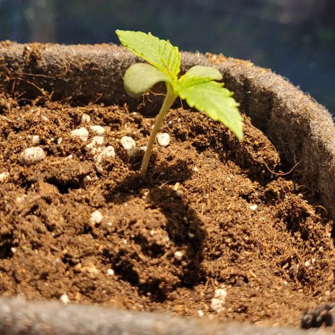 Dance world cbd growlog timeline photo