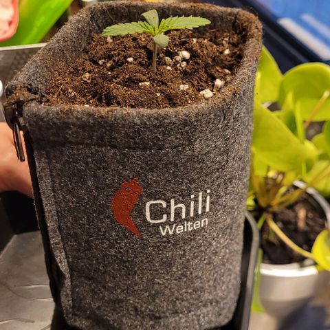 Dance world cbd growlog timeline photo