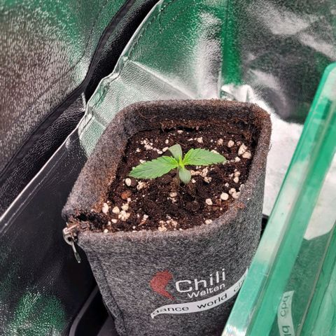 Dance world cbd growlog timeline photo