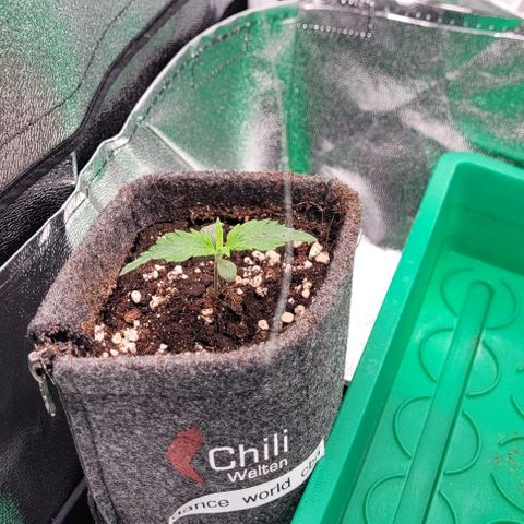 Dance world cbd growlog timeline photo