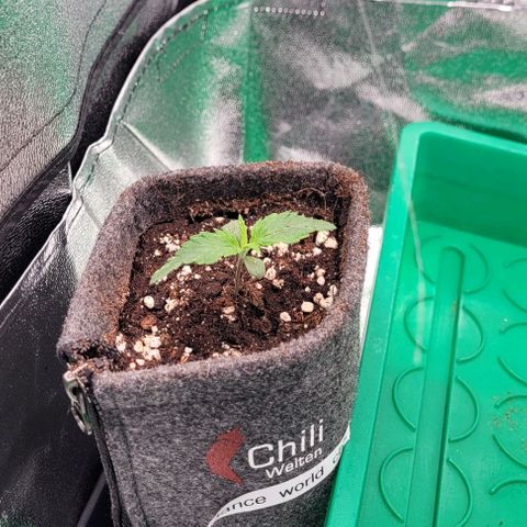 Dance world cbd growlog timeline photo