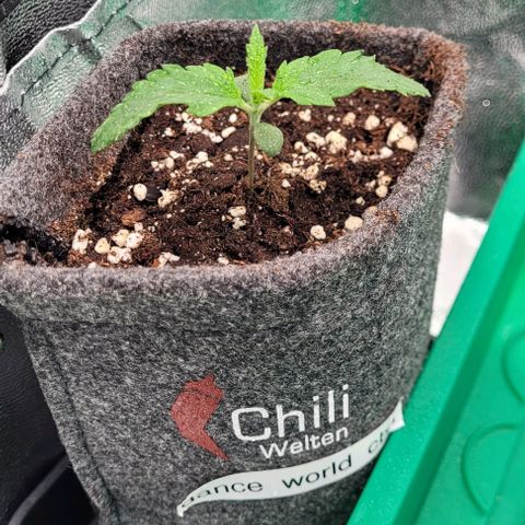 Dance world cbd growlog timeline photo