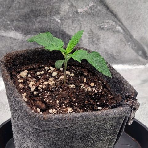 Dance world cbd growlog timeline photo