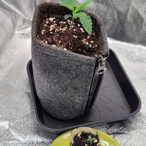 Dance world cbd growlog timeline photo