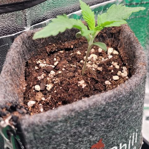 Dance world cbd growlog timeline photo