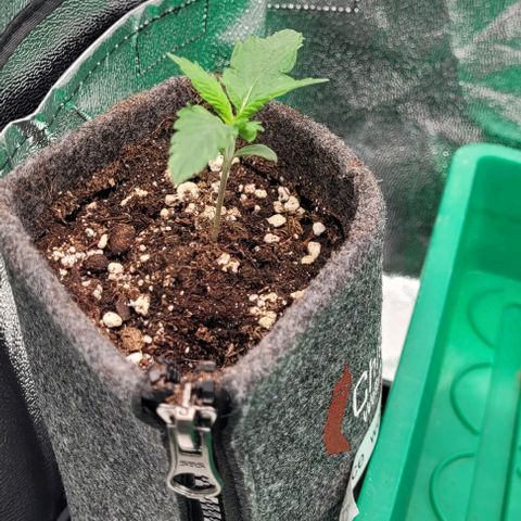 Dance world cbd growlog timeline photo
